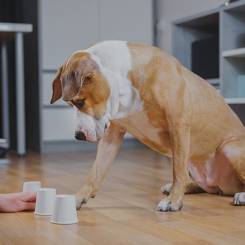Pet training